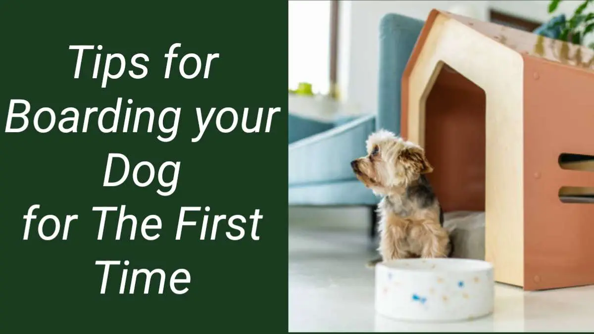 boarding your dog for the first time