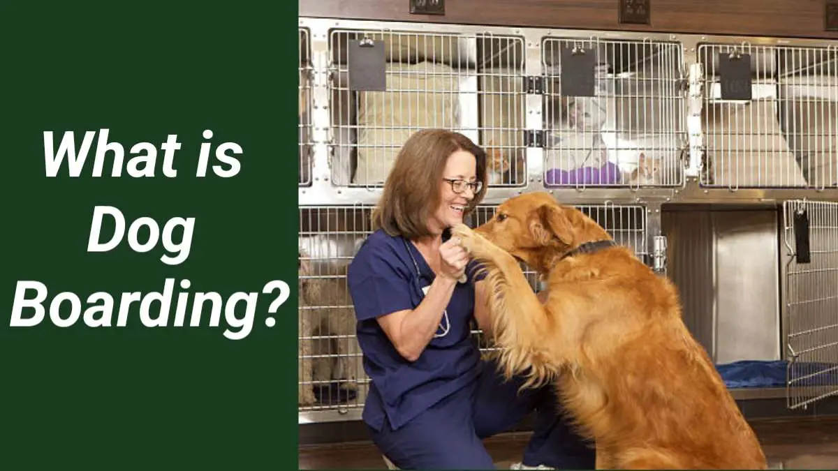What is dog boarding?