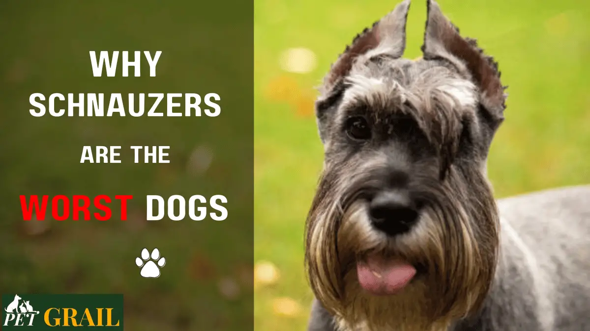 Reasons Why Schnauzers Are the Worst Dog