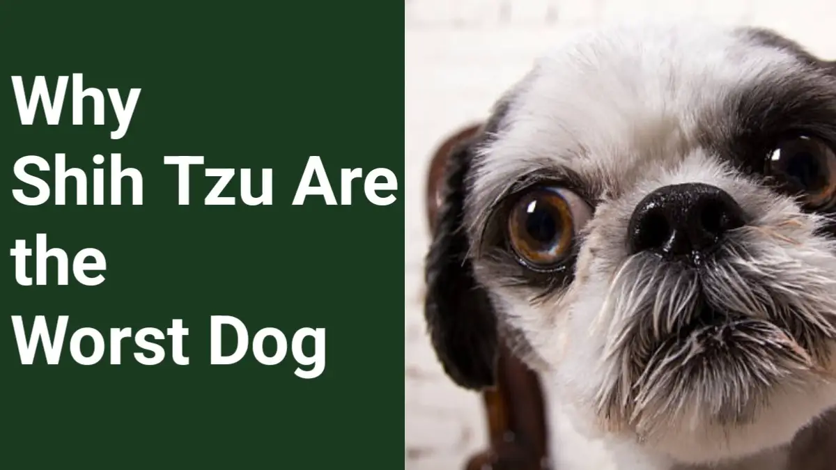 Reasons Why Shih Tzu Are the Worst Dog