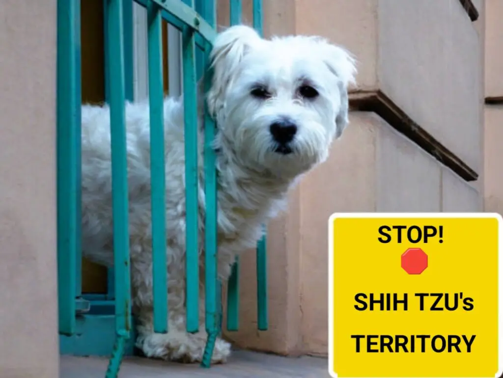 YES, Shih Tzus are possessive dogs