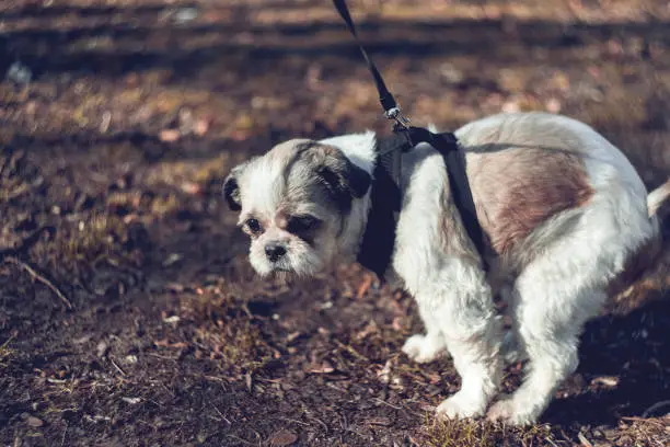 Why Shih Tzu Are the Worst Dogs - they poop anywhere 