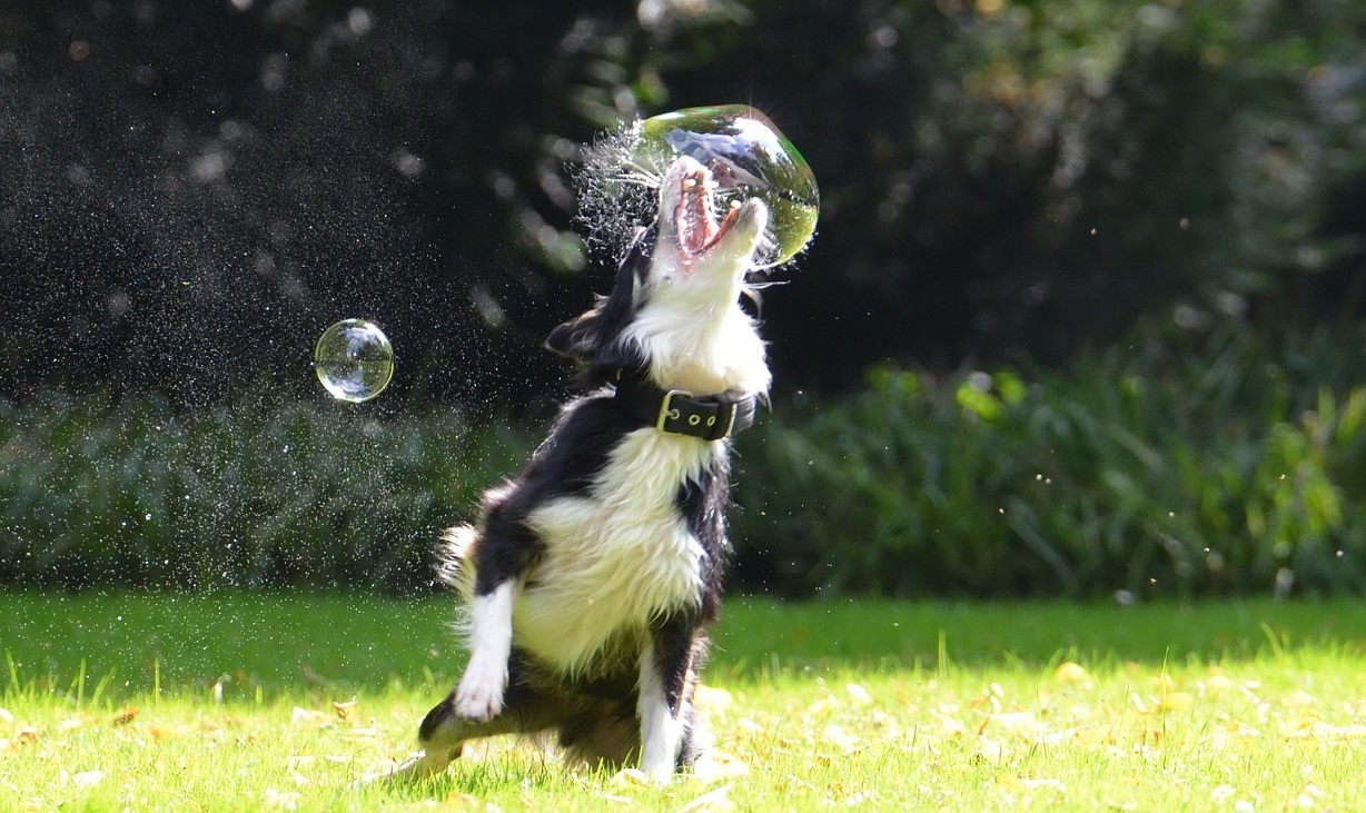  You shouldn't hate your reactive dog, as it's your job to protect the bubble from bursting