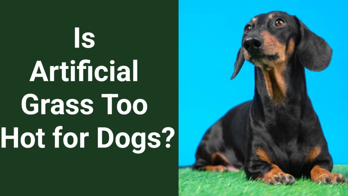 Is Artificial Grass Too Hot for Dogs: A Summer Guide