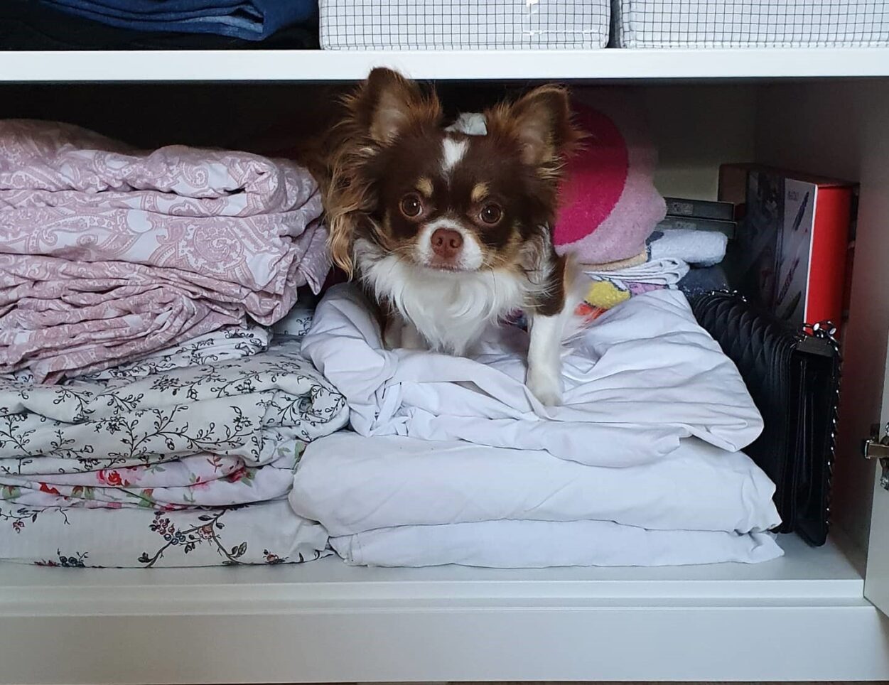 here are some clever dog closet room ideas that will not only help you maximize storage and organization in your furry friend's space
