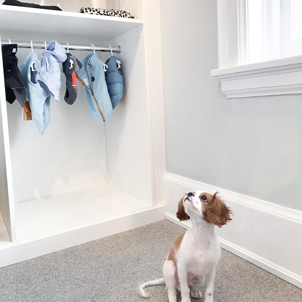 When designing your dog's closet room, consider enough lighting and ventilation
