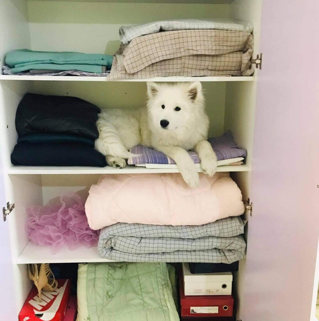 a white dog lying in a closet