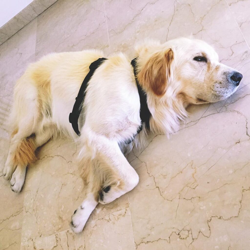 marble is one of the easy-to-clean options to use in a dog room floor