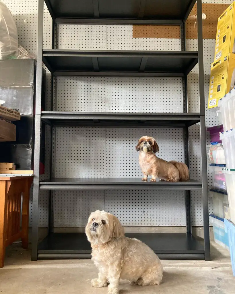  utilize vertical space by building a multi-level dog bed