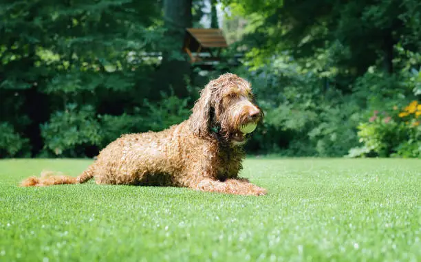 what are the Benefits of Artificial Grass for Dogs