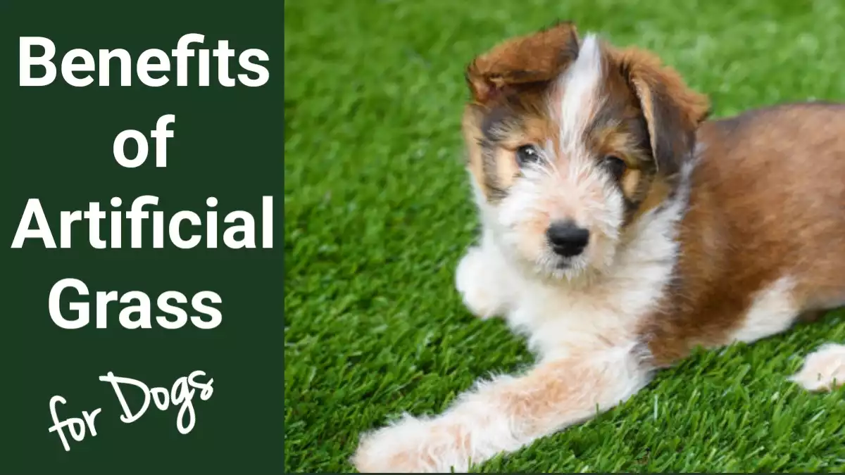 Benefits of Artificial turf for Dogs