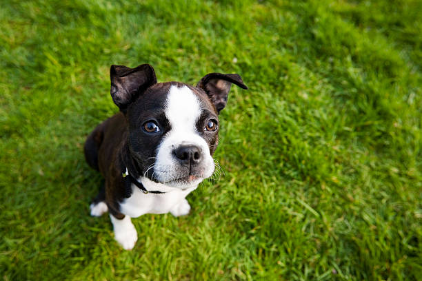 Boston Terrier can also substitute Schnauzer dog breed