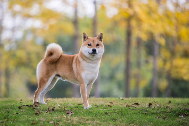 Shiba Inu is another alternative dog to Schnauzers