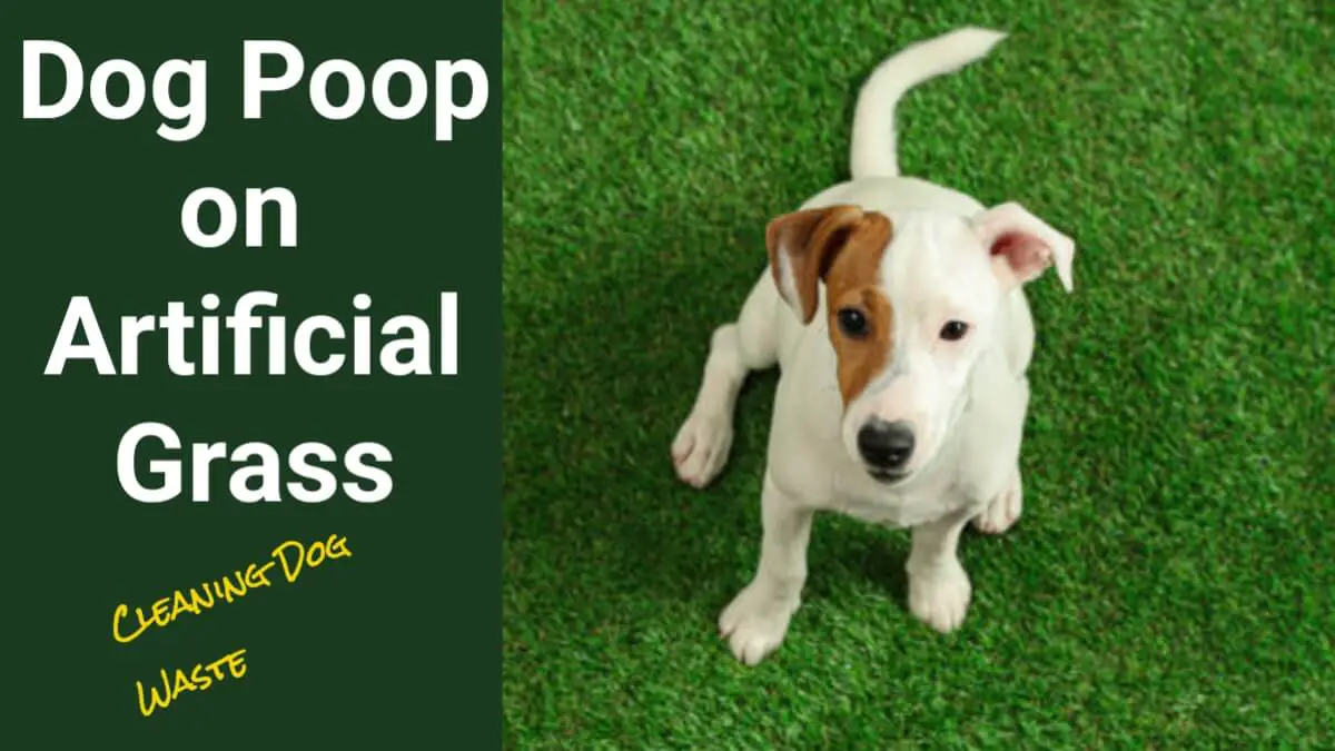 Dog Poop on Artificial Grass: Cleaning Dog Waste