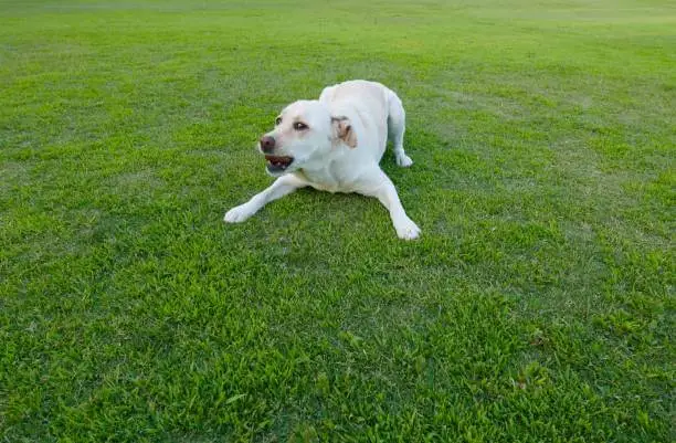 Dog Poop on Artificial Grass