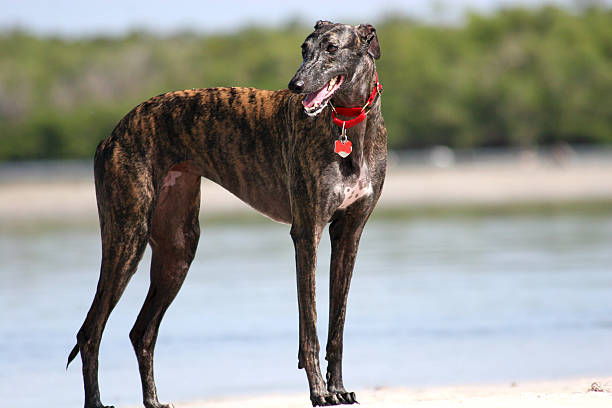 Greyhounds, an alternative to Schnauzer
