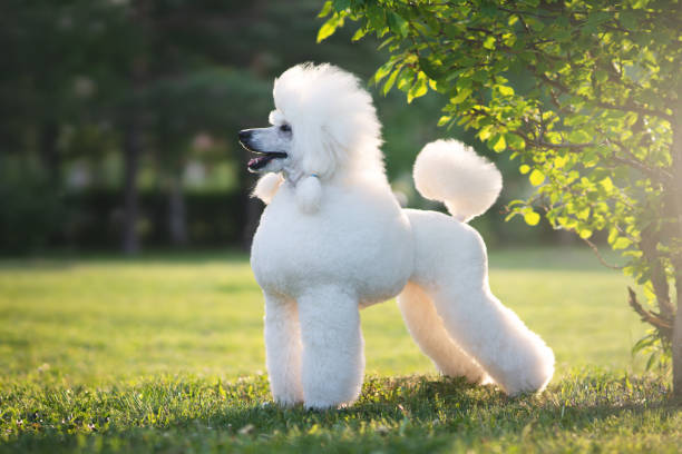 Poodle can e an alternative dog breed to Schnauzer