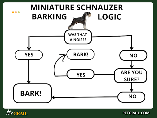 Miniature Schnauzer barking logic infographic