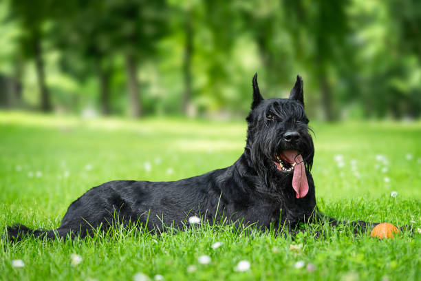 Schnauzer Dog were first bred in German 