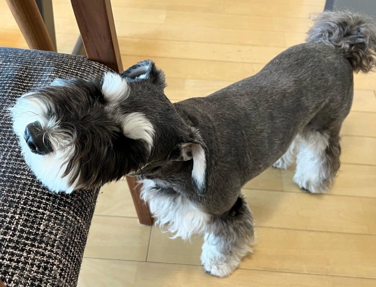 Why Schnauzers Are the Worst Dogs and the best in 2023
