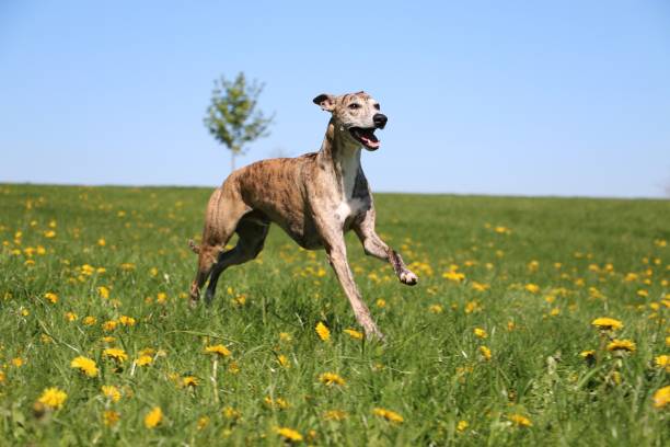 whippet running across a field