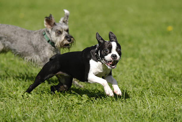 Schnauzers love chasing small dogs
