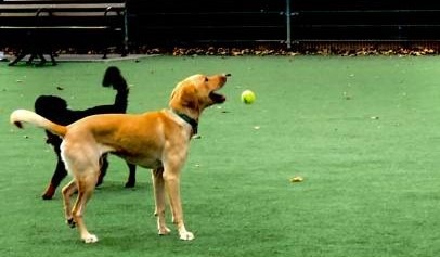 dogs have unlimited playtime on artificial grass