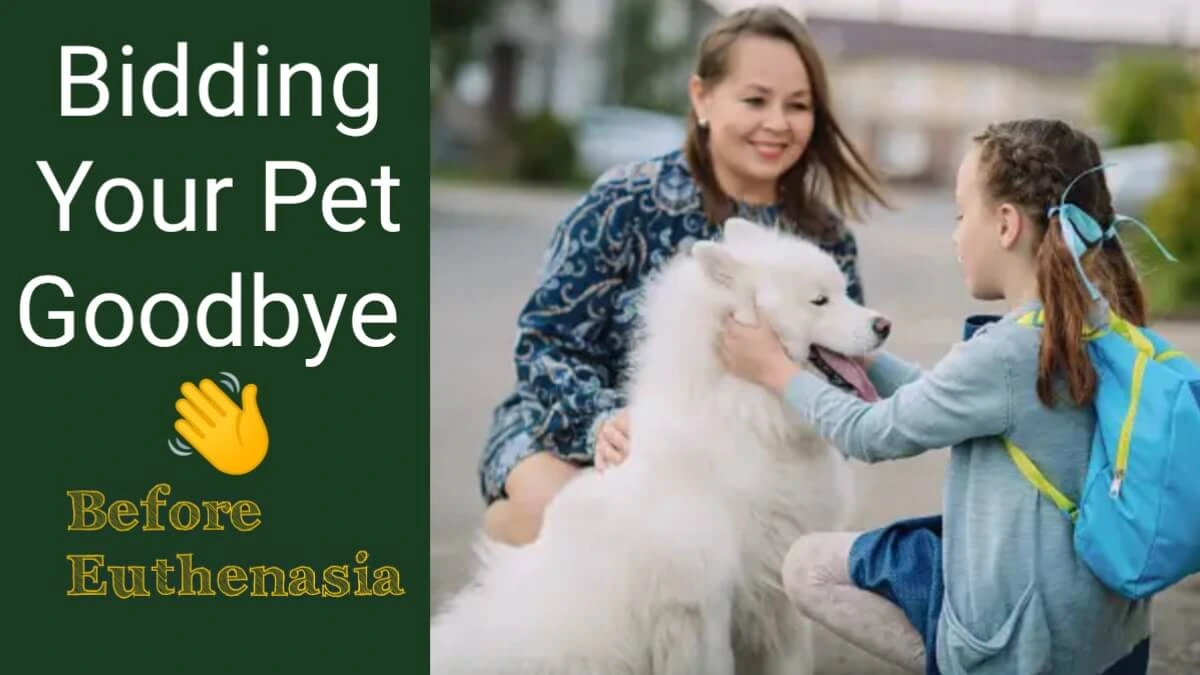 Ways to Say Goodbye to a Beloved Pet