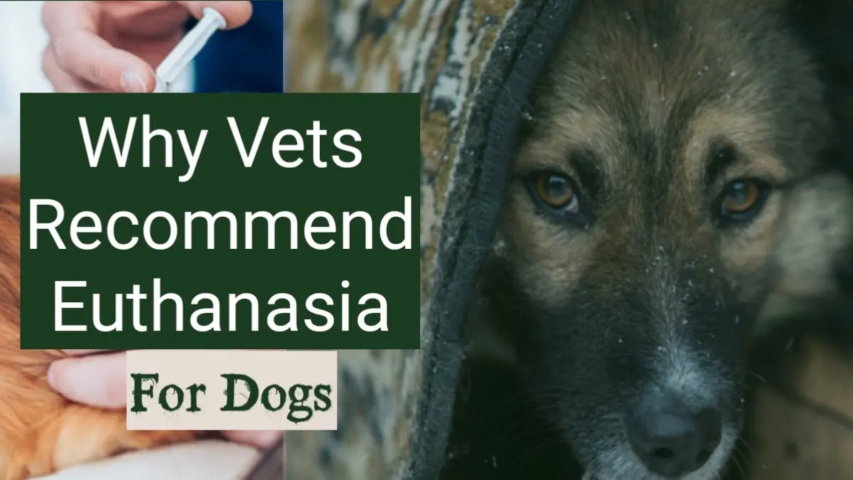 Why Do Vets Recommend Euthanasia